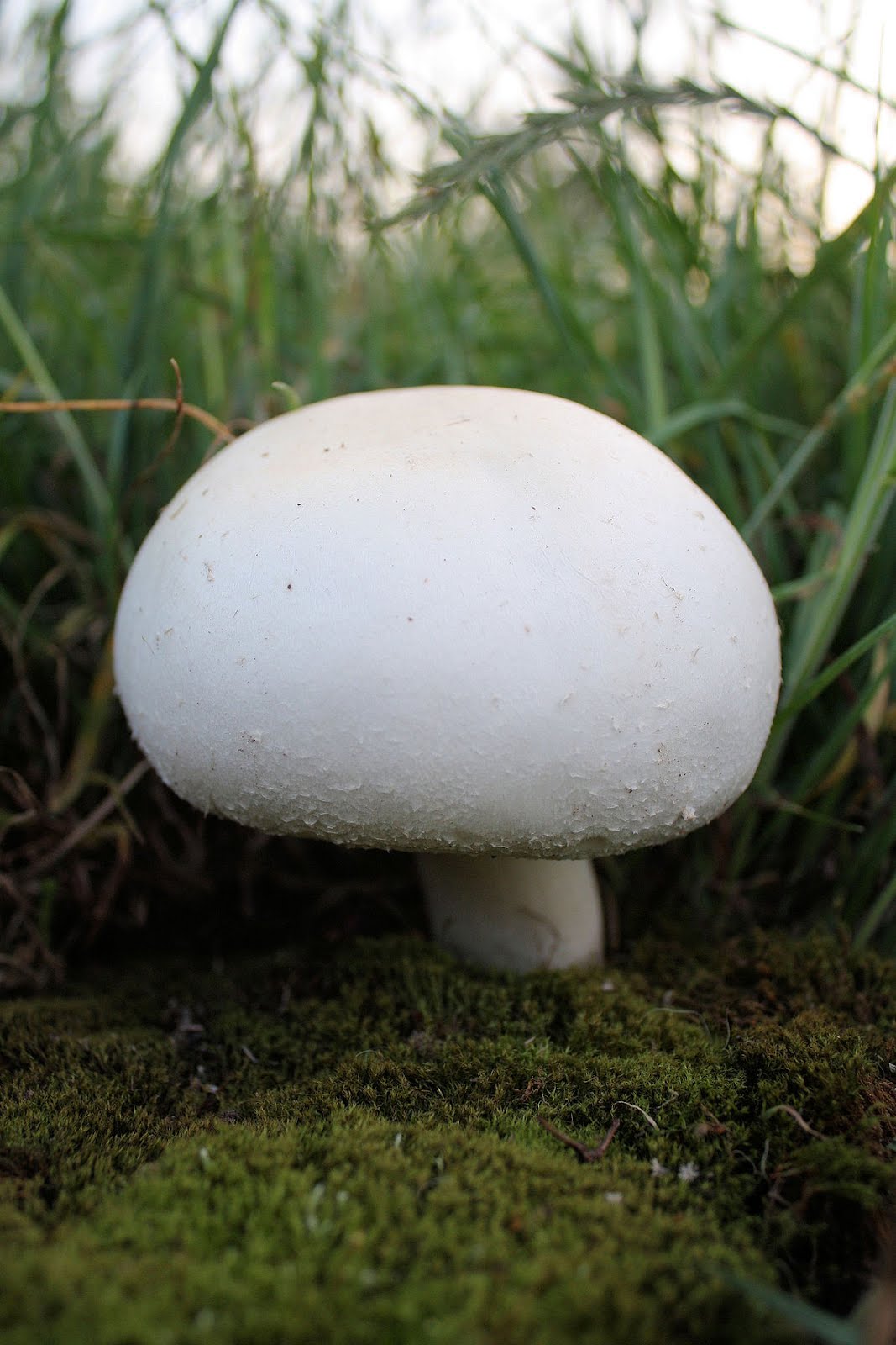 Agaricus arvensis (Prataiolo dei cavalli, Fungo dei prat, Agarico dei campi)