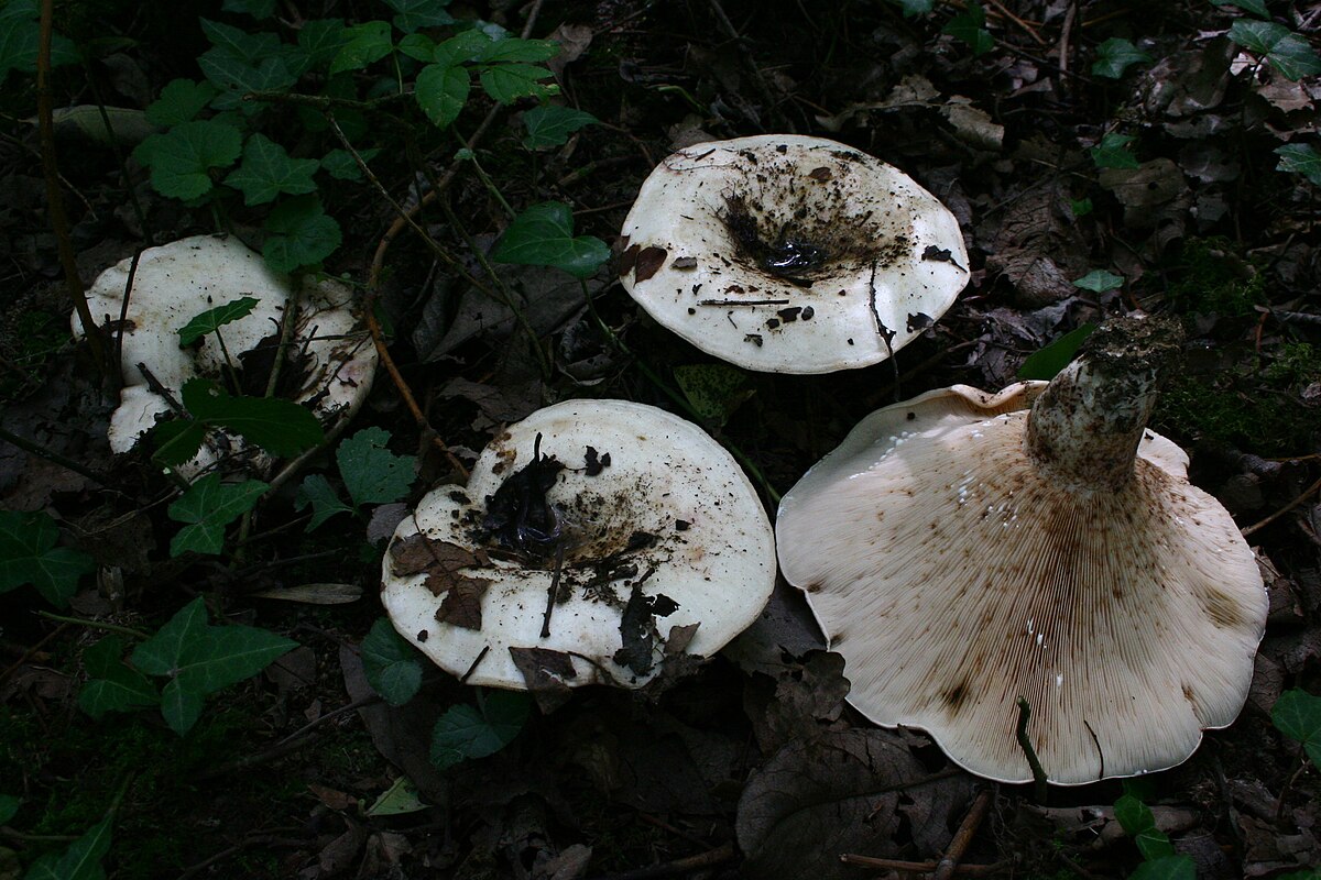 Lactarius controversus