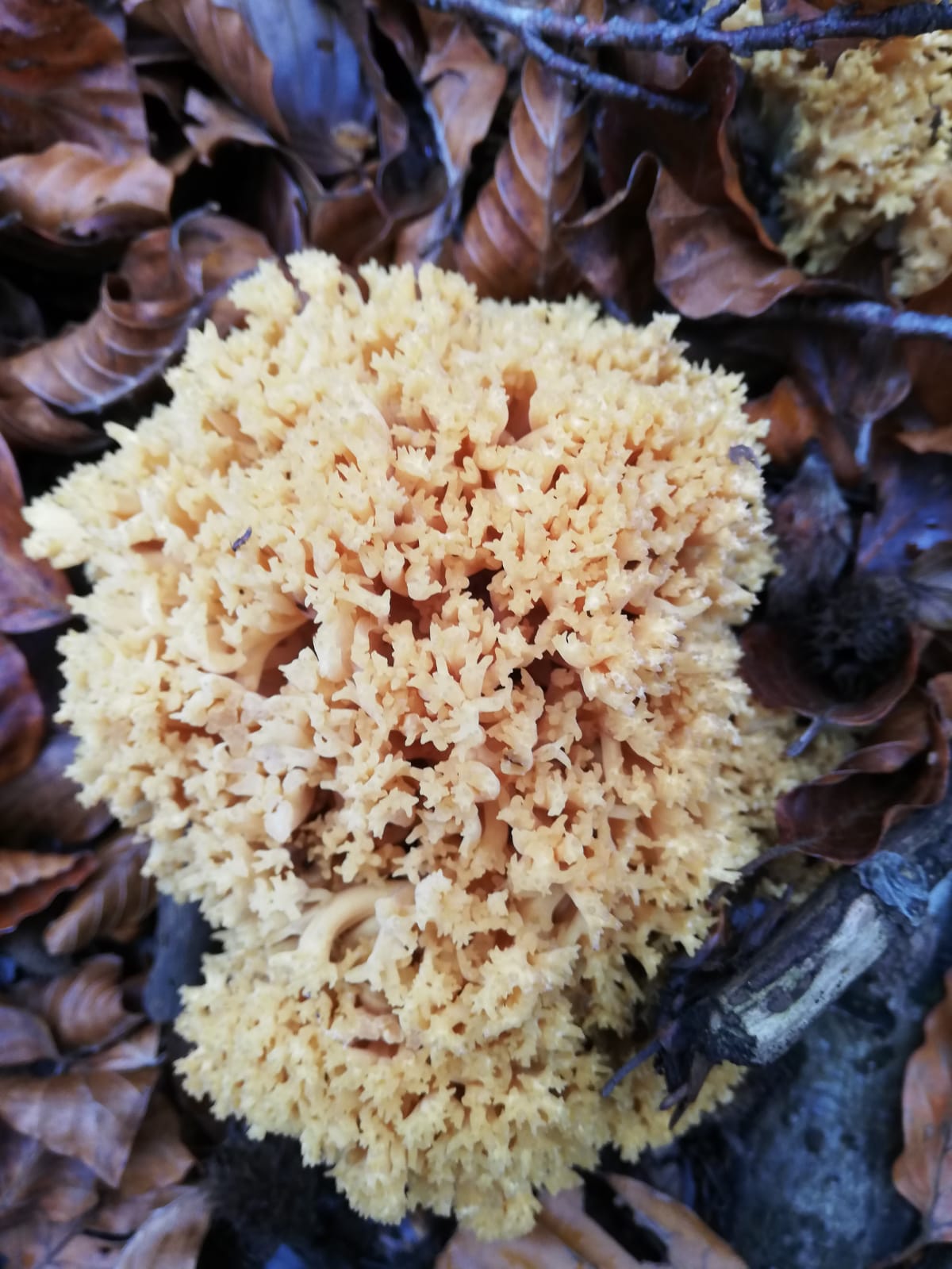 Clavaria flava (Ramaria gialla, Fungo corallo giallo)