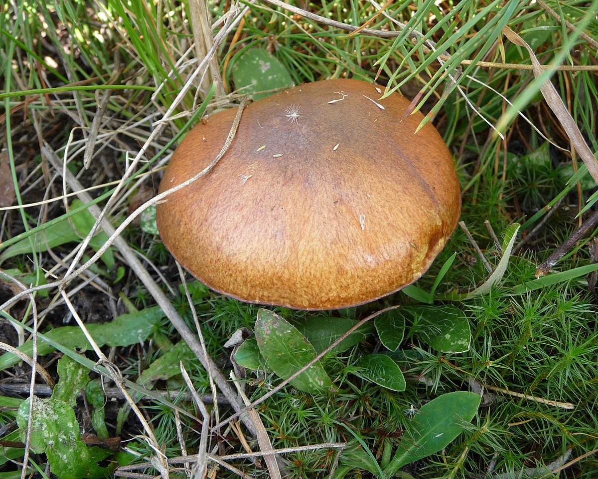Boletus luteus (Boleto giallo, Laricino viscido, Porcino viscido)