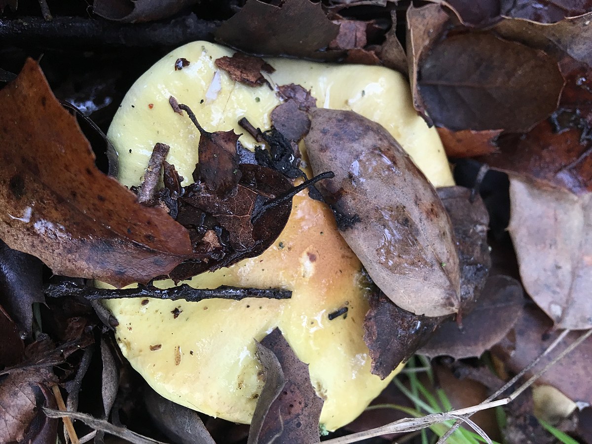 Tricholoma equestre