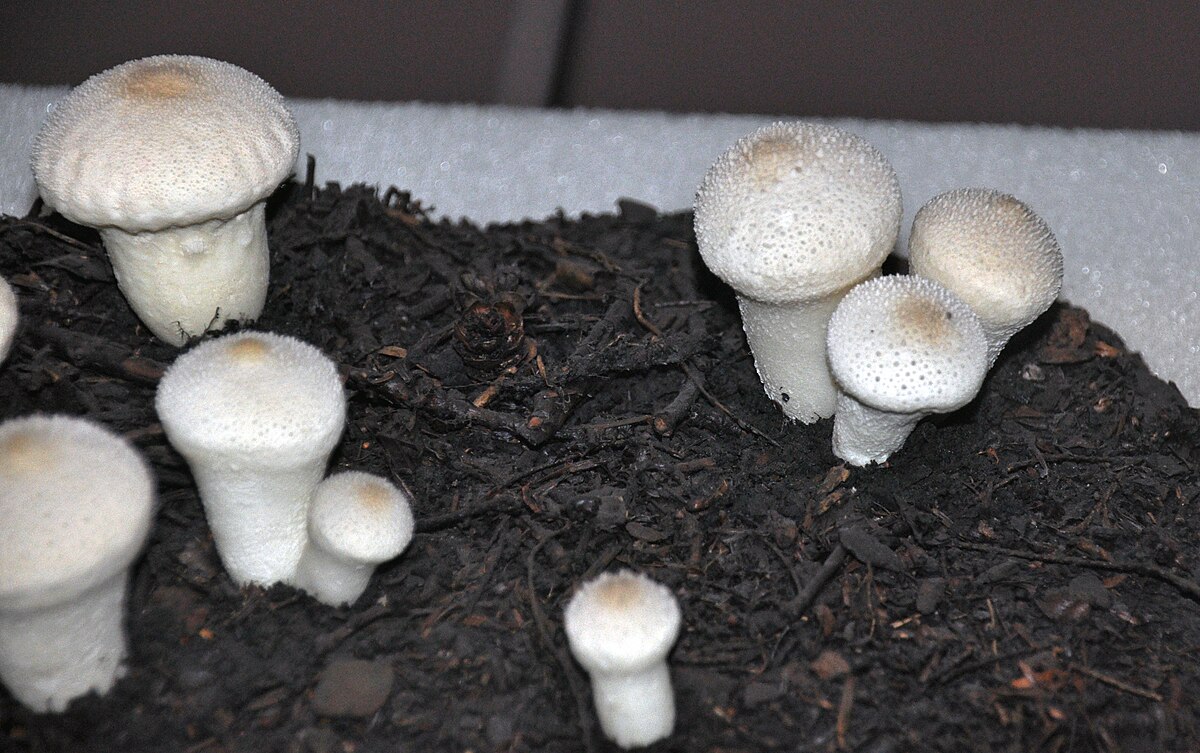 Lycoperdon gemmatum