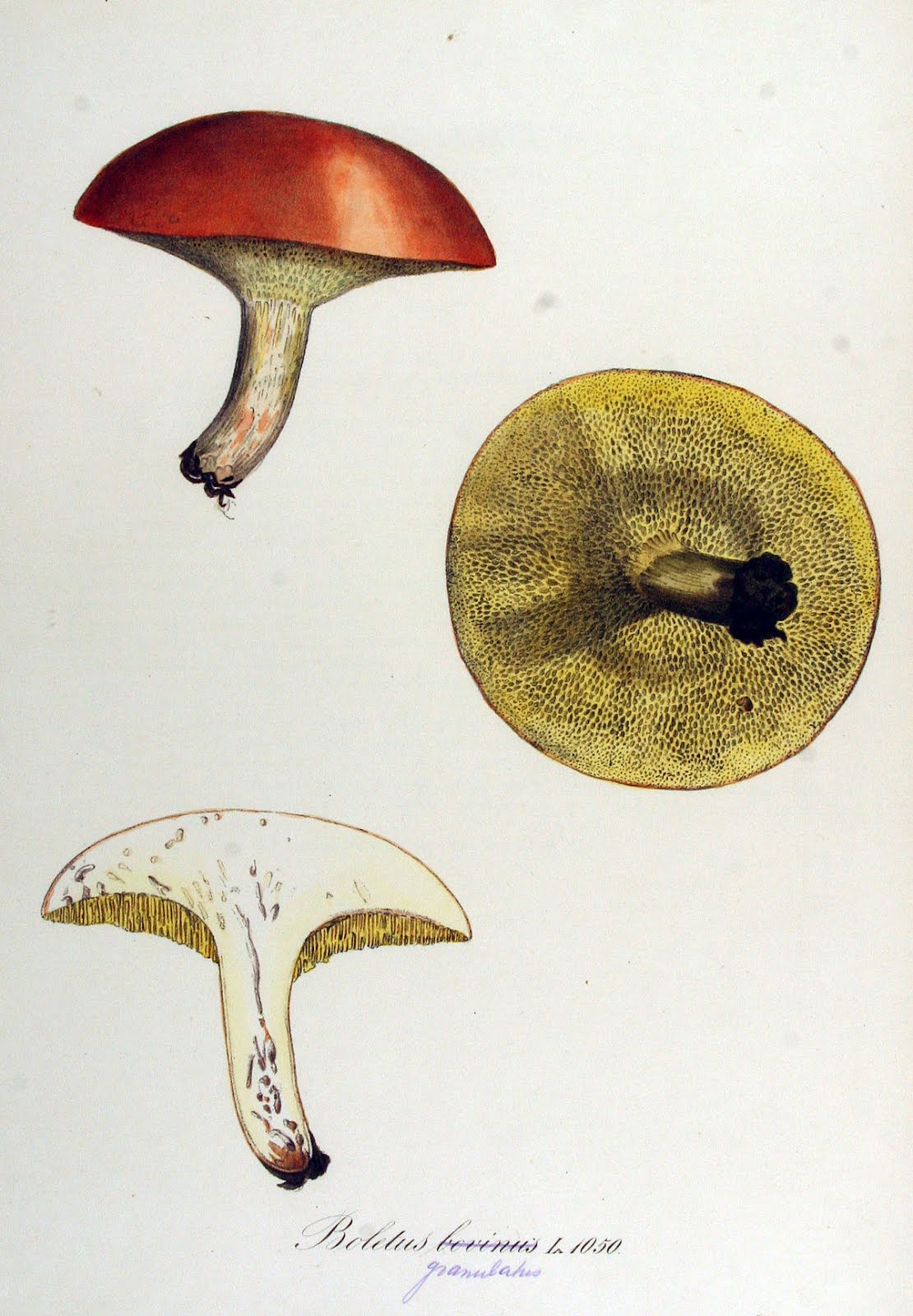Suillus granulatus
