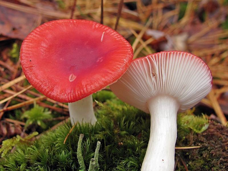 Russula emetica (Colombina rossa)
