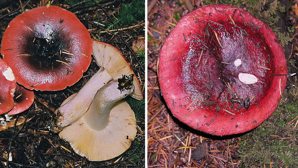 Russula xerampelina