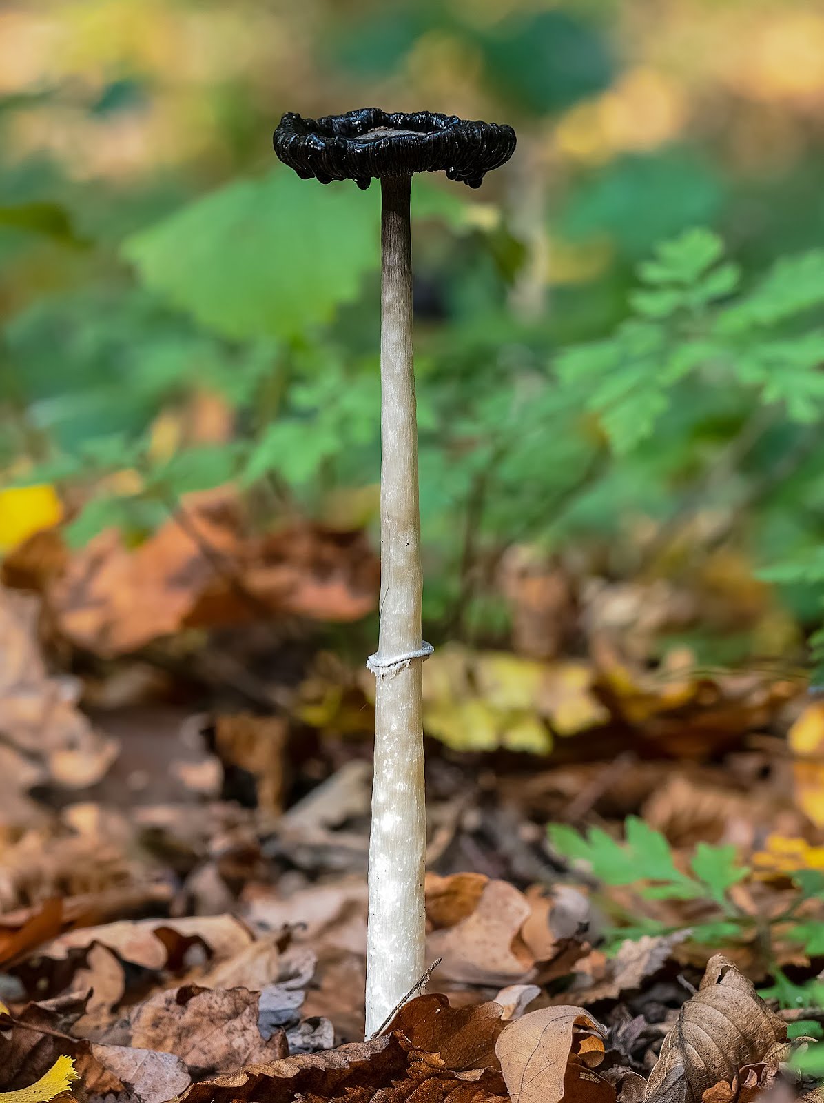 Coprinus comatus (Shaggy Inkcap)