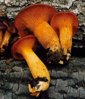 Omphalotus olearius (Funghi dell'ulivo, Funghi delle streghe)