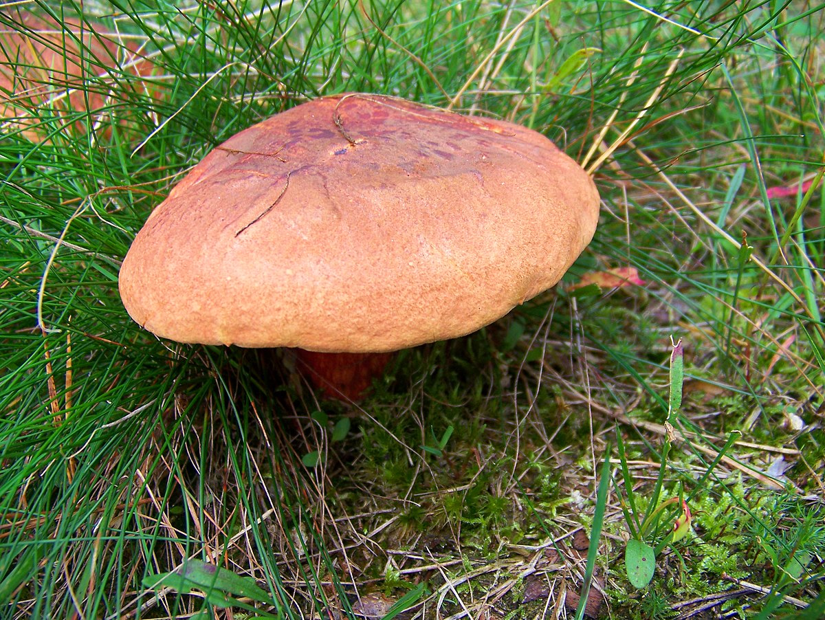 Boletus dupainii (Porcino di Dupain, Boleto rosso)