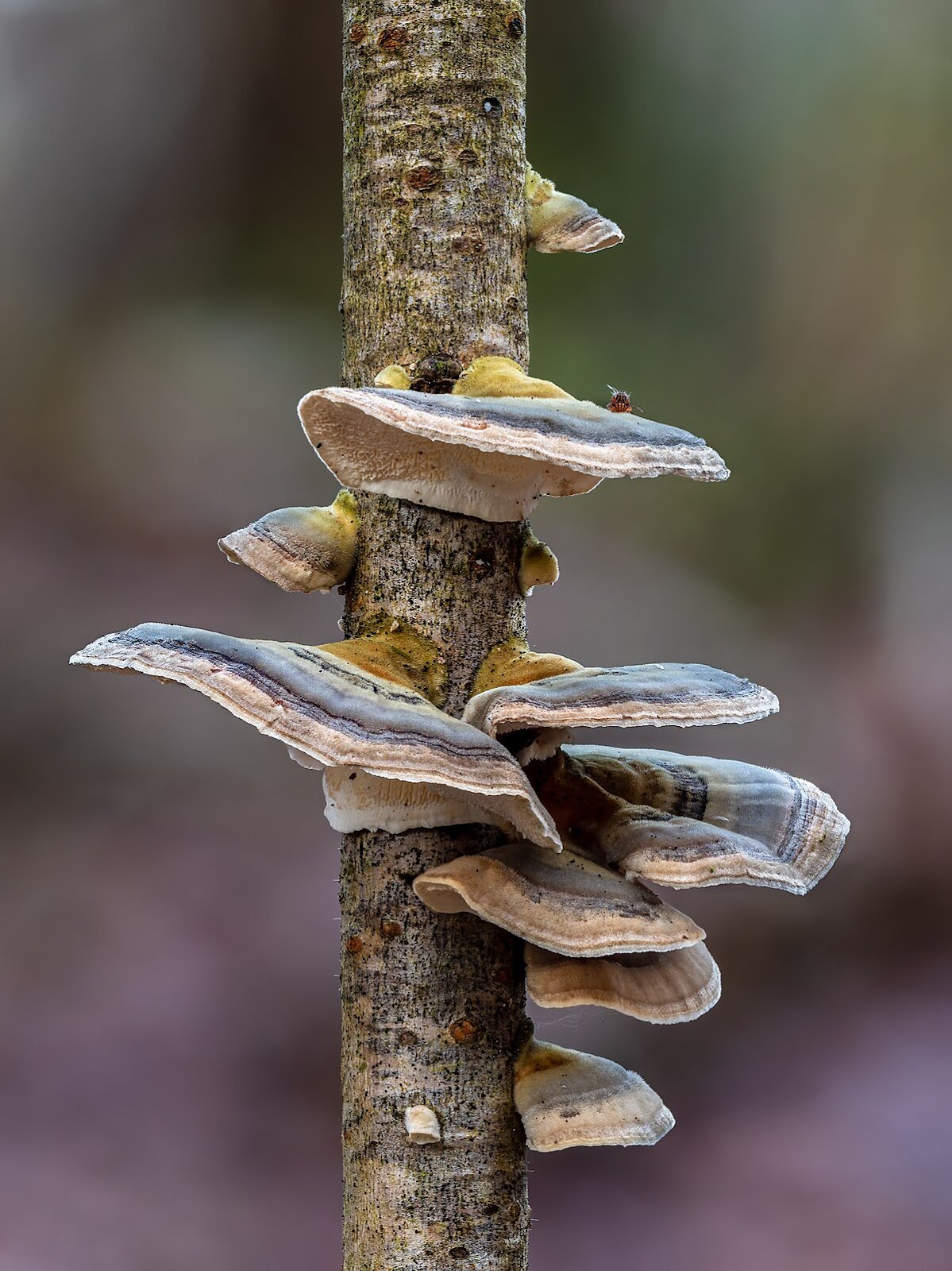 Fomes fomentarius
