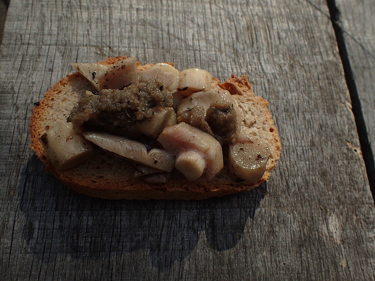 Tricholoma columbetta