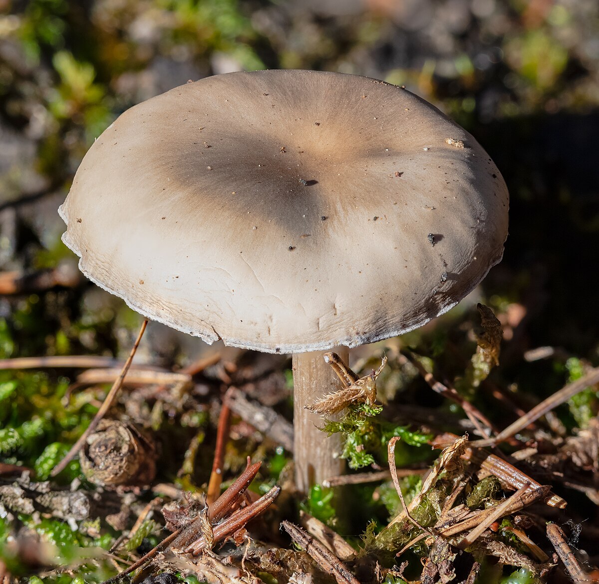 Tricholoma terreum