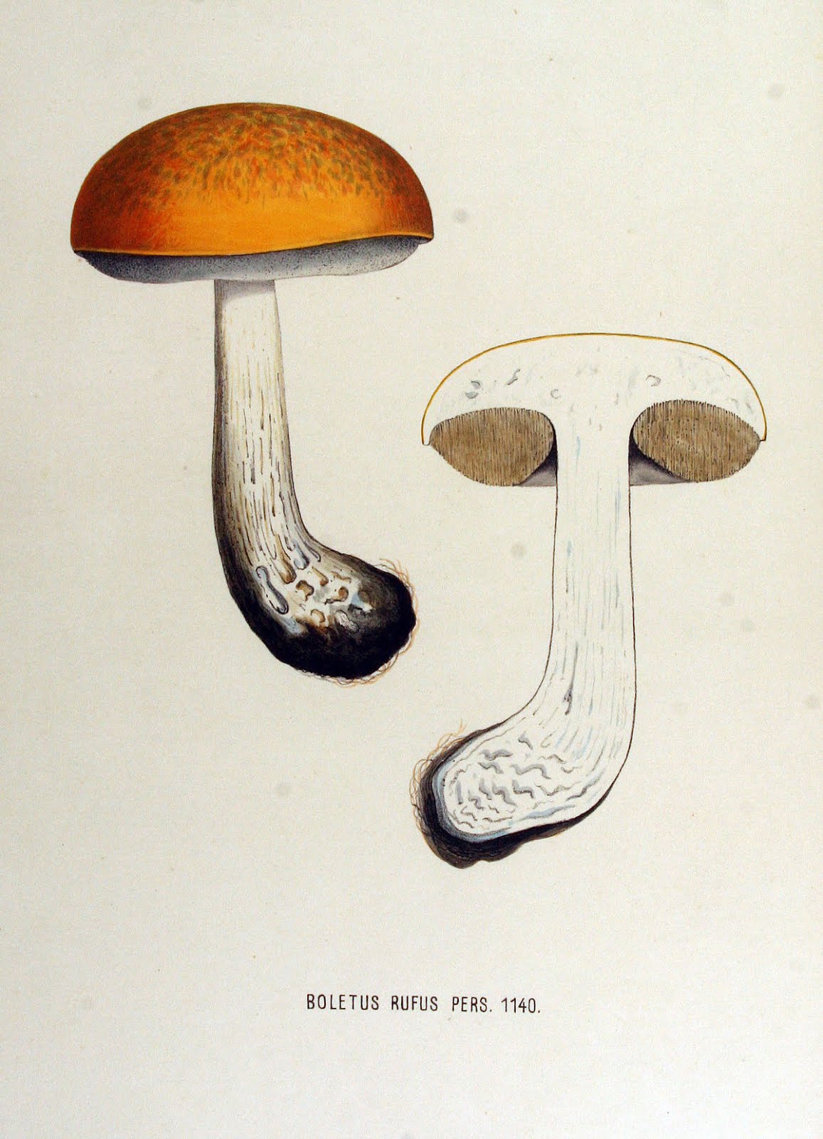 Leccinum aurantiacum