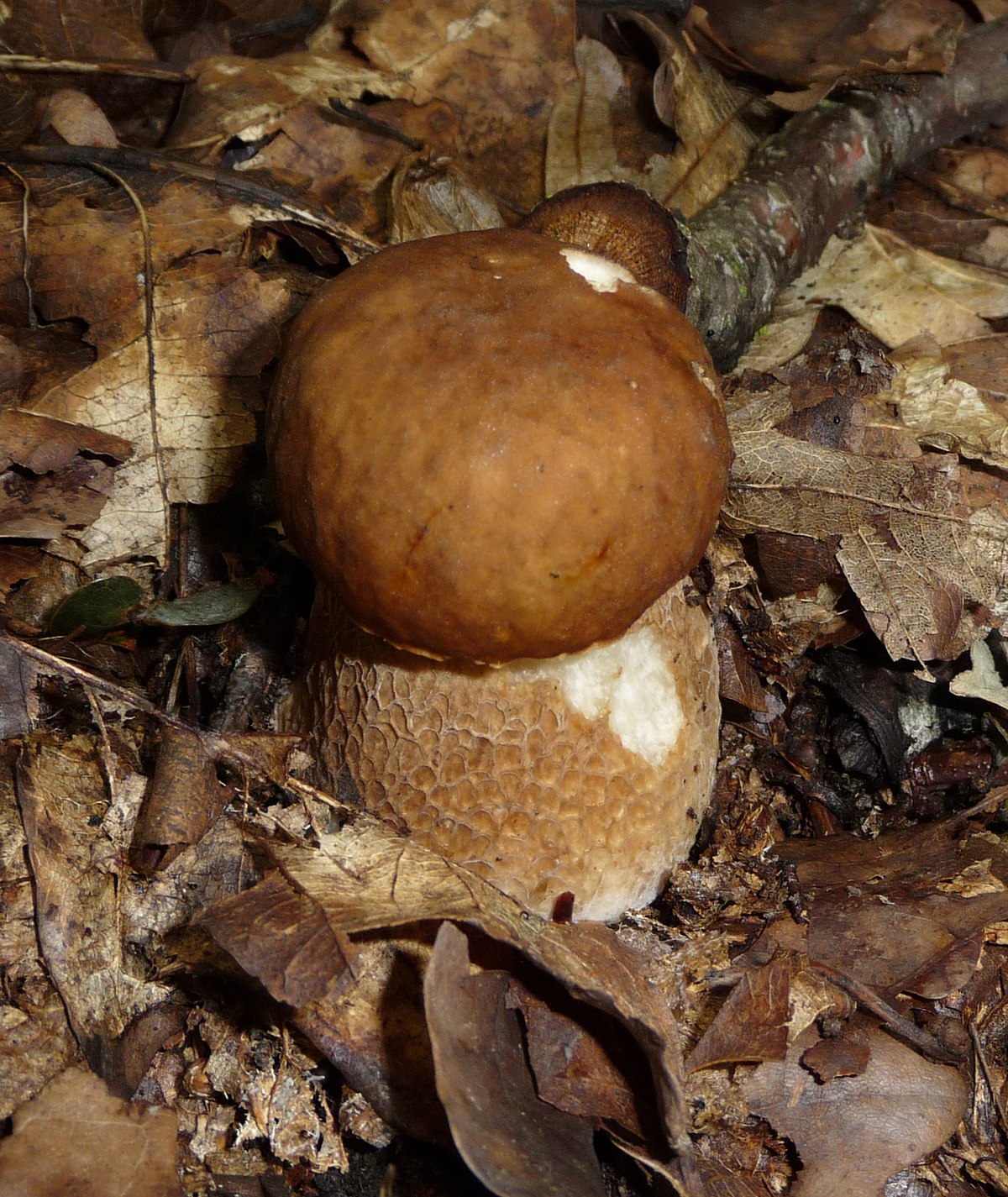 Boletus reticulatus (Porcino estivo, Porcino reticolato)