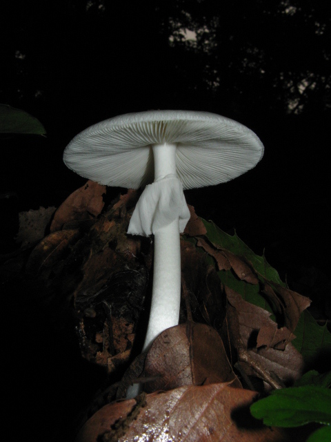 Amanita verna (Tignosa di primavera, Angelo della morte bianco)