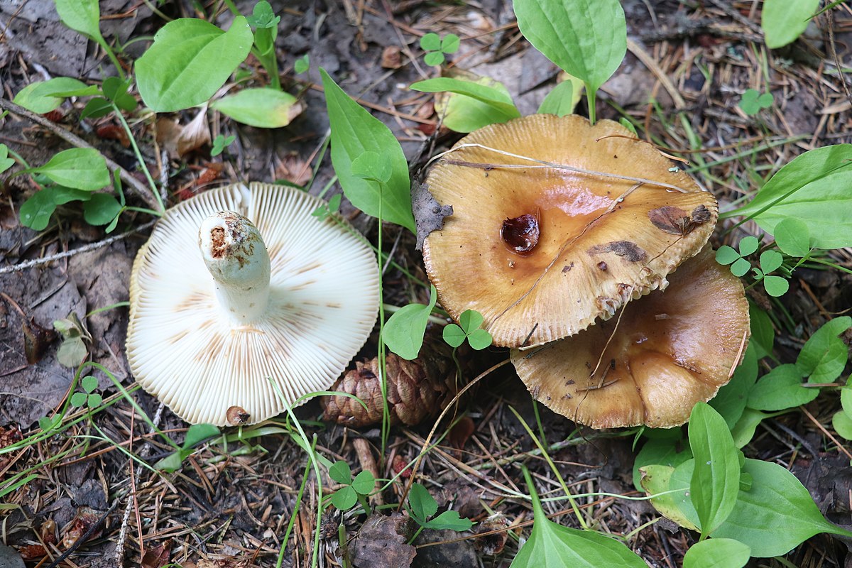 Russula foetens