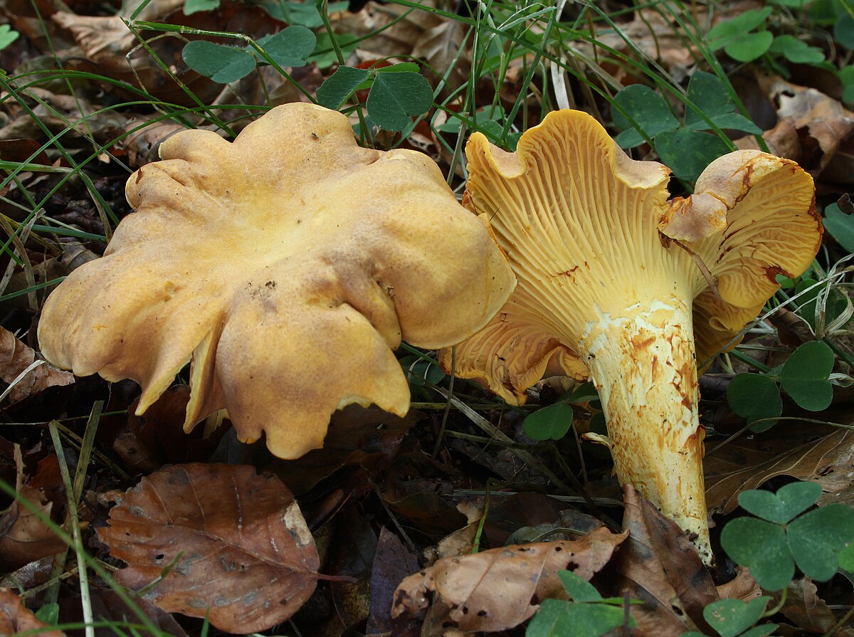 Cantharellus amethysteus (Finferlo ametistino)