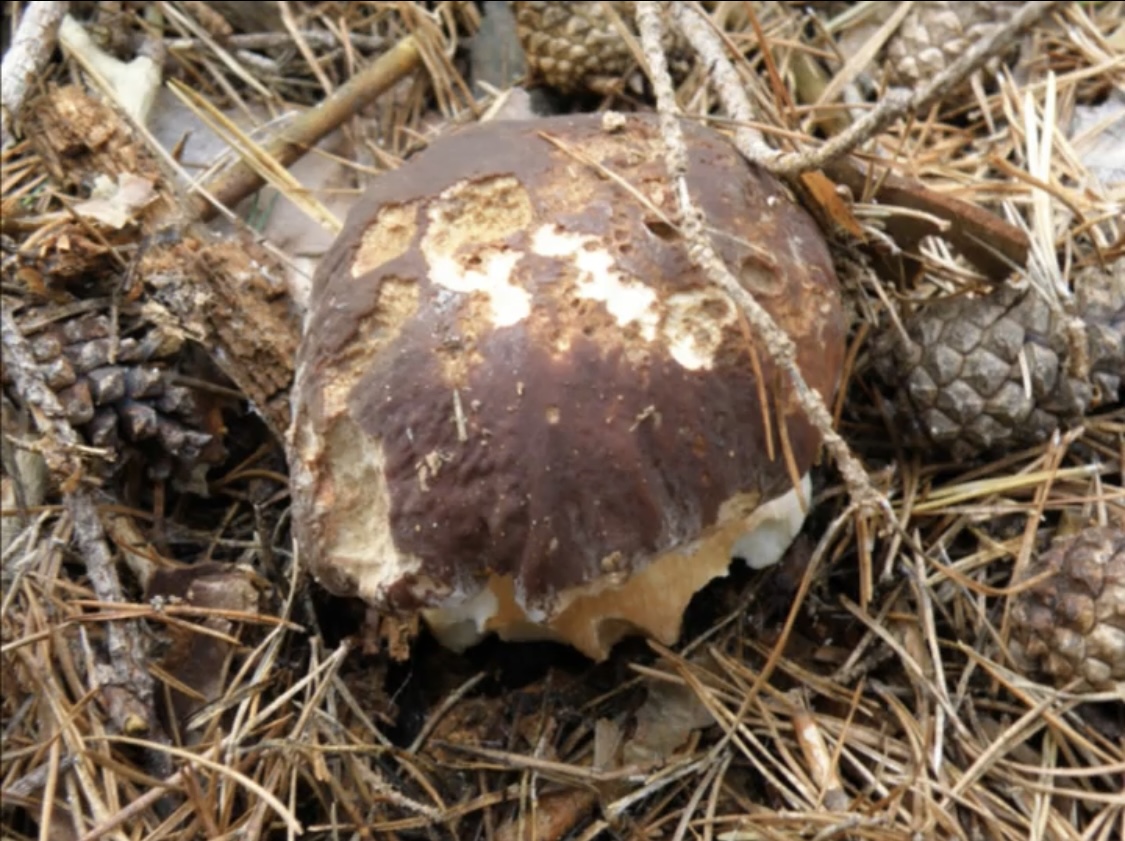Boletus pinophilus (Porcino rosso)