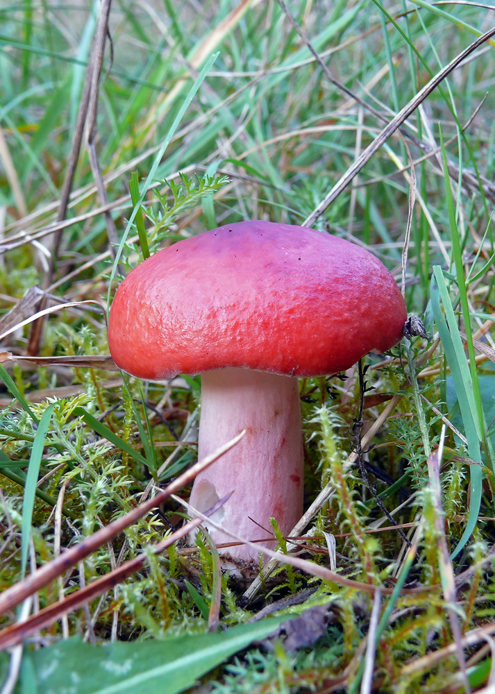 Russula rhodopoda
