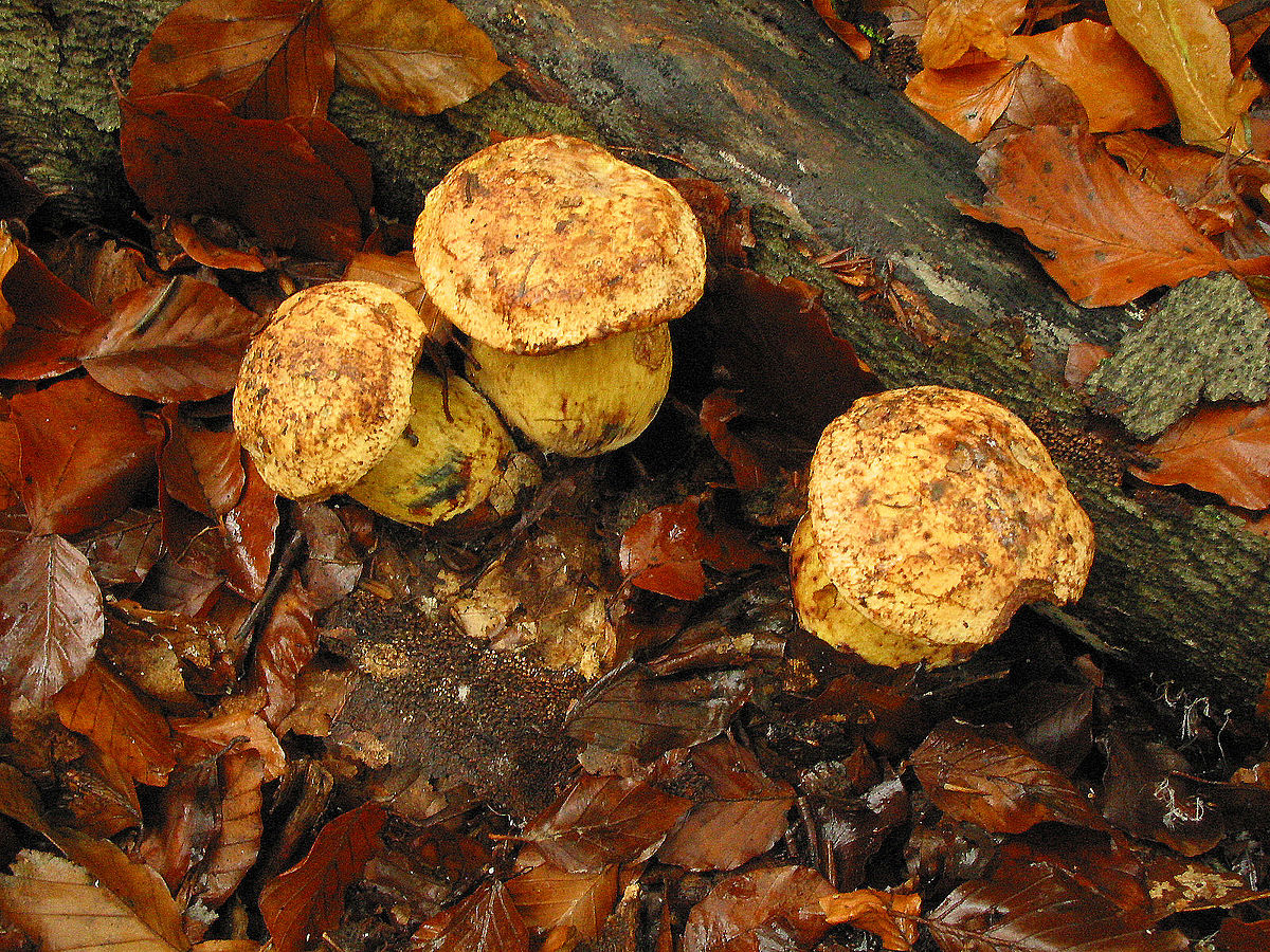 Butyriboletus junquilleus
