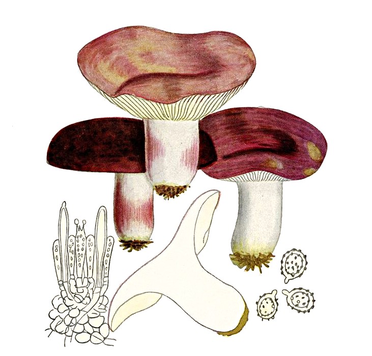 Russula torulosa