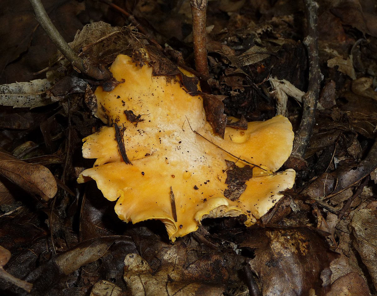Cantharellus cibarius (Gallinaccio, Finferlo)