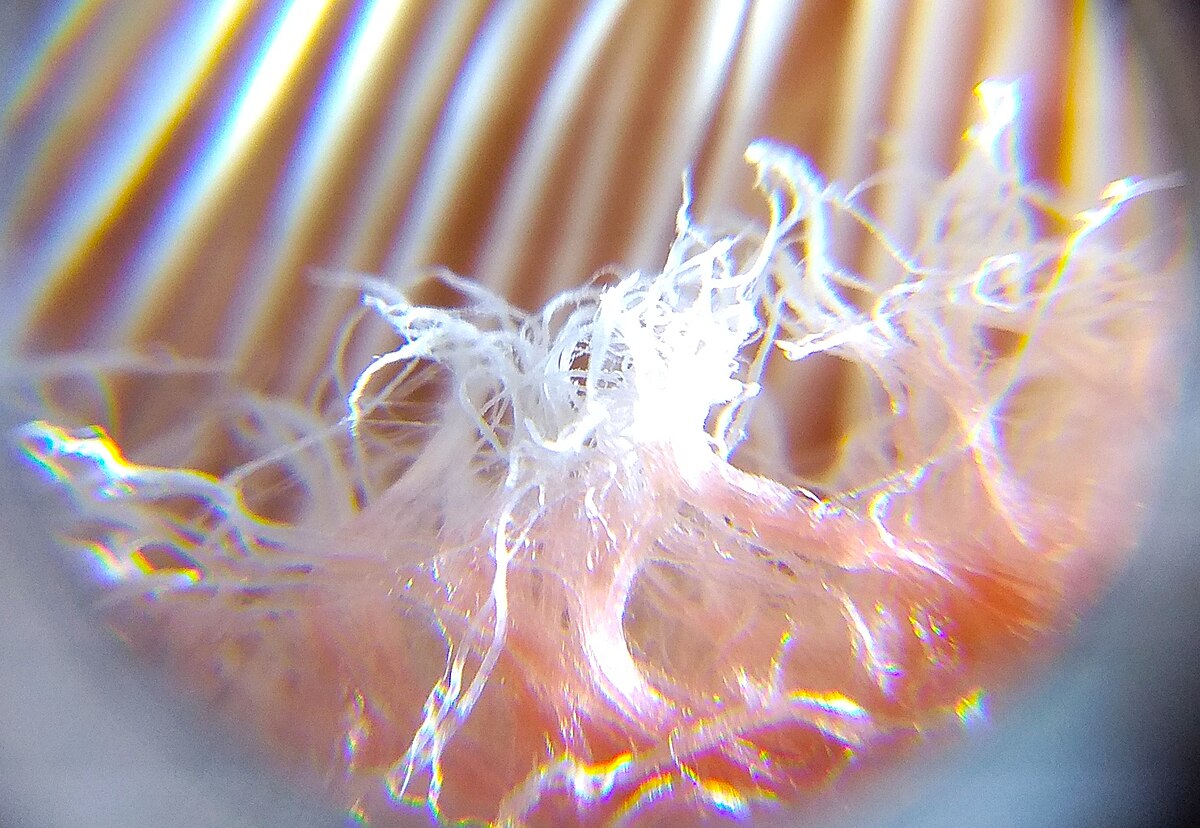 Lactarius torminosus