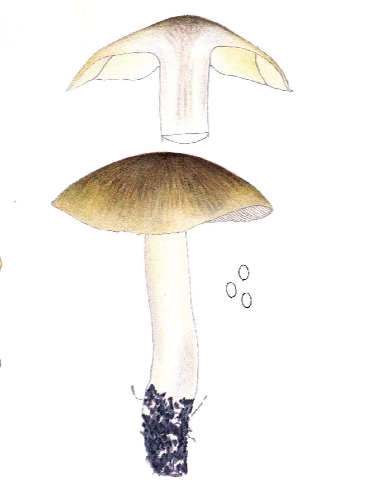 Tricholoma sejunctum