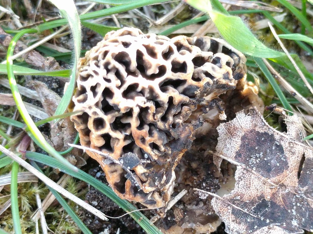 Morchella vulgaris