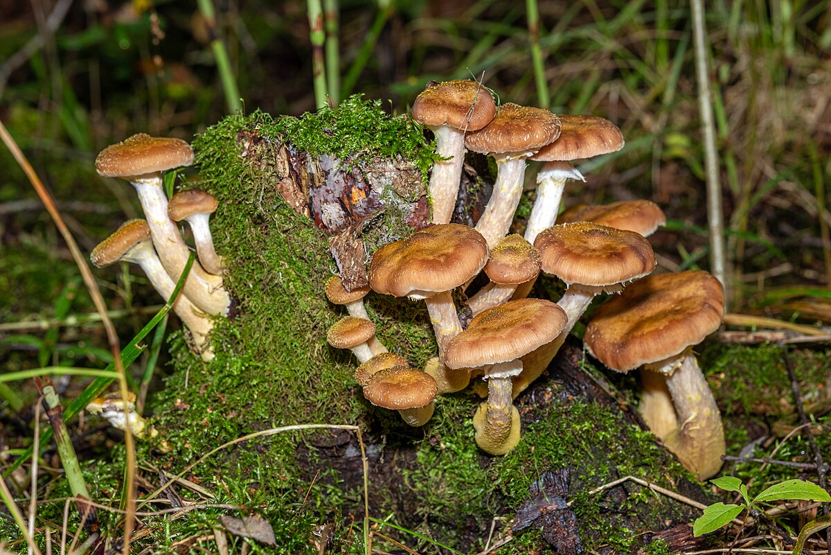 Armillaria gallica (Chiodino gigante, Fungo del miele)