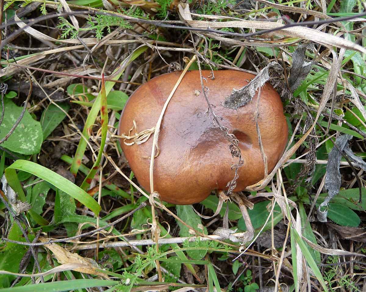 Boletus luteus (Boleto giallo, Laricino viscido, Porcino viscido)