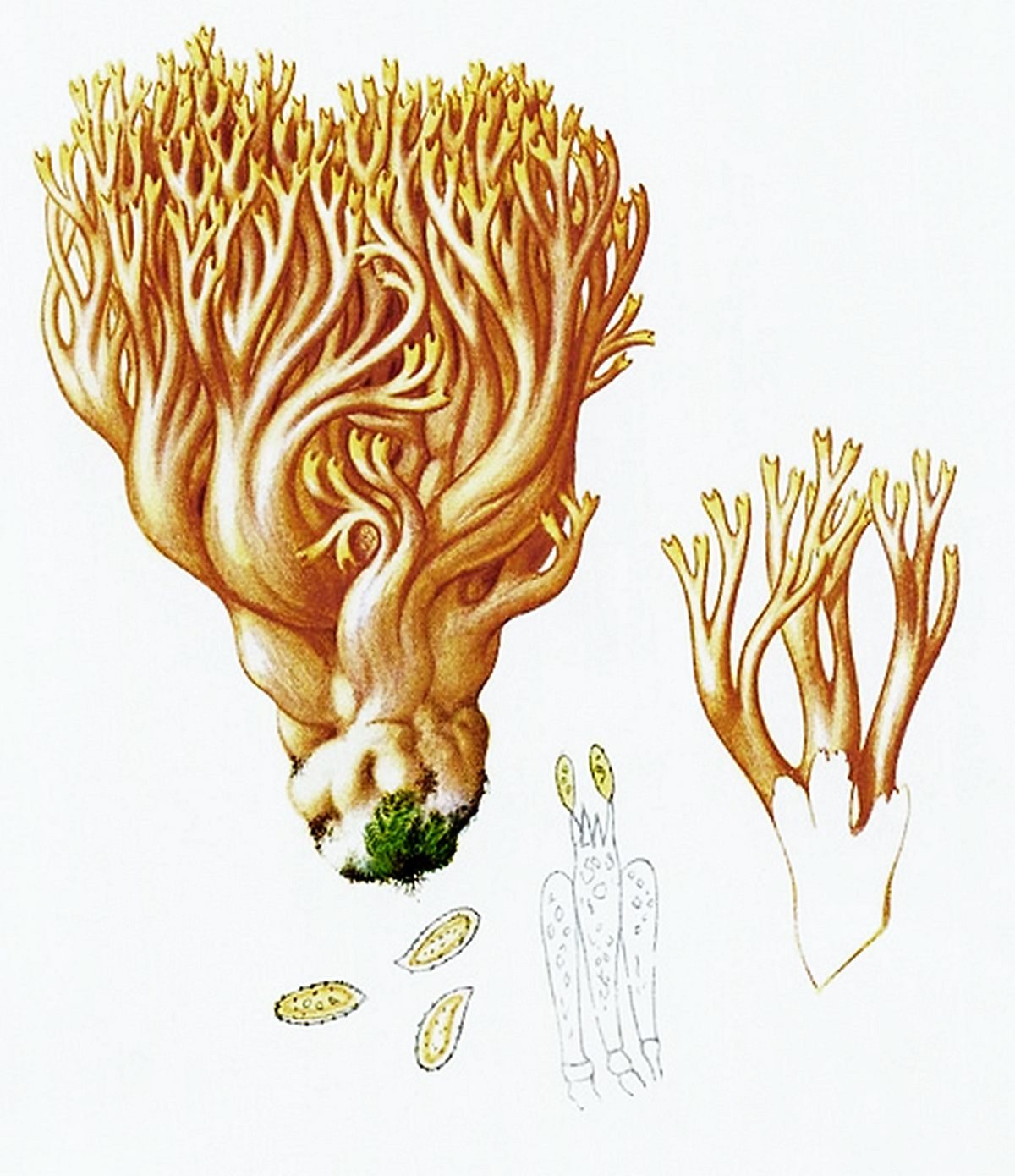 Ramaria formosa (Ramarie bella)