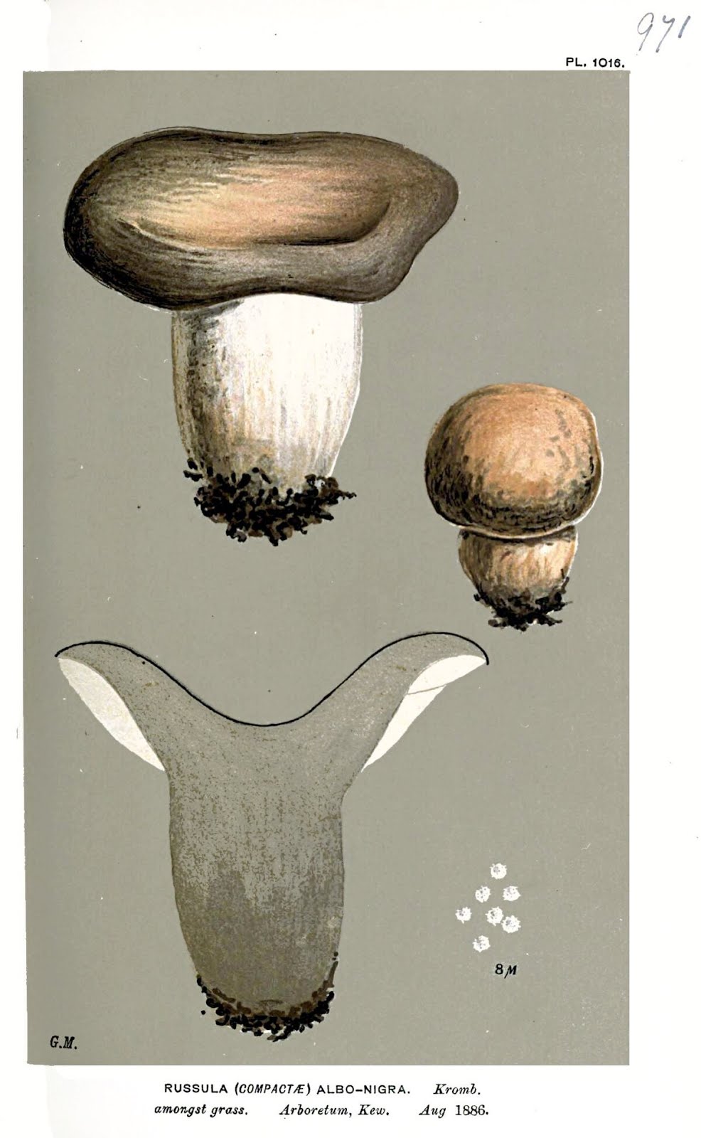 Russula albonigra