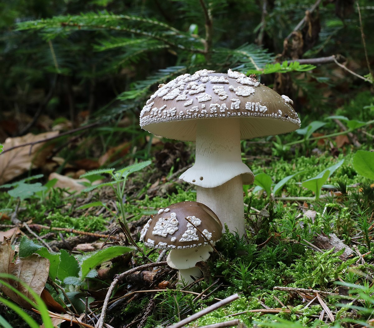 Amanita pantherina (Tignosa bruna)