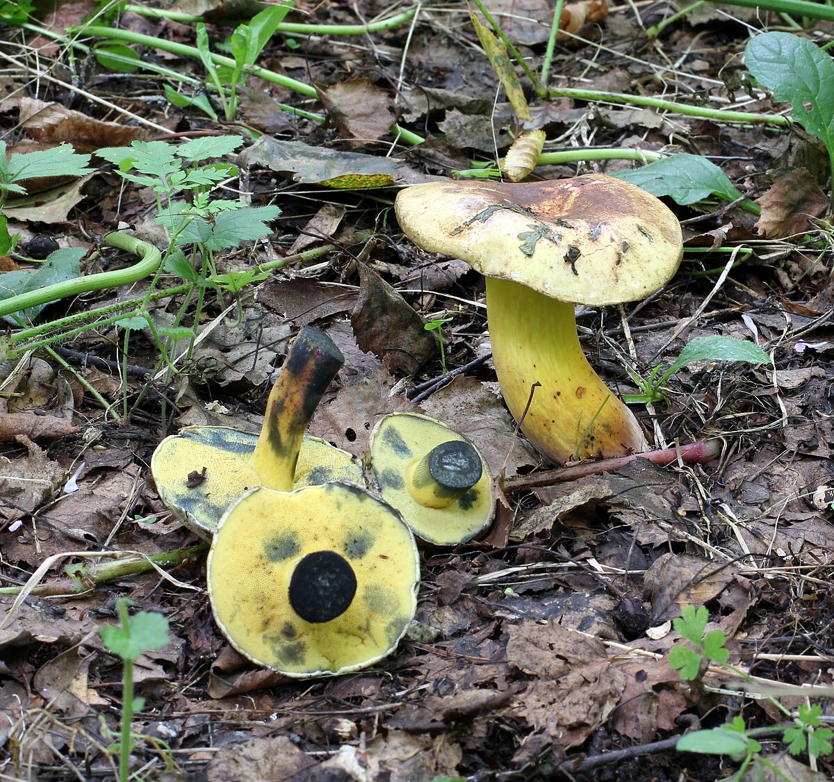 Boletus pulverulentus (Boleto polverulento, Boleto virante blu)