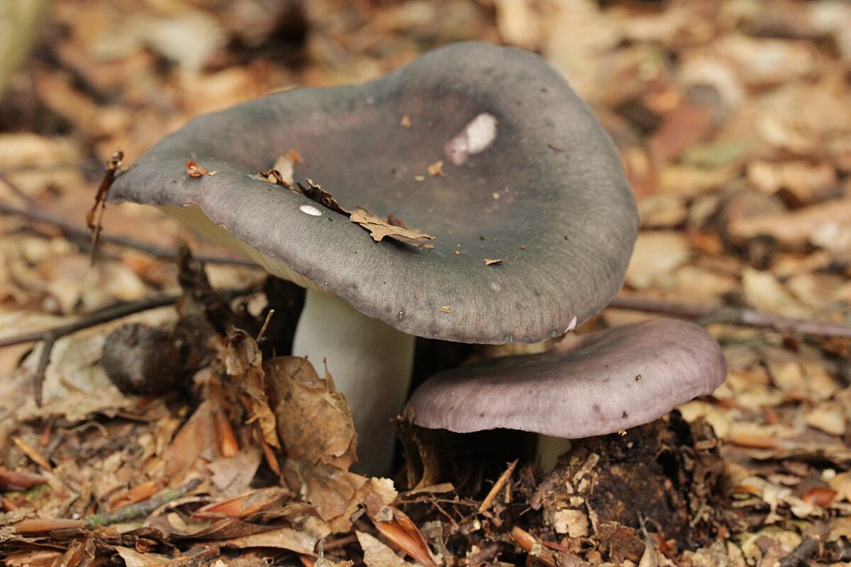 Russula cyanoxantha