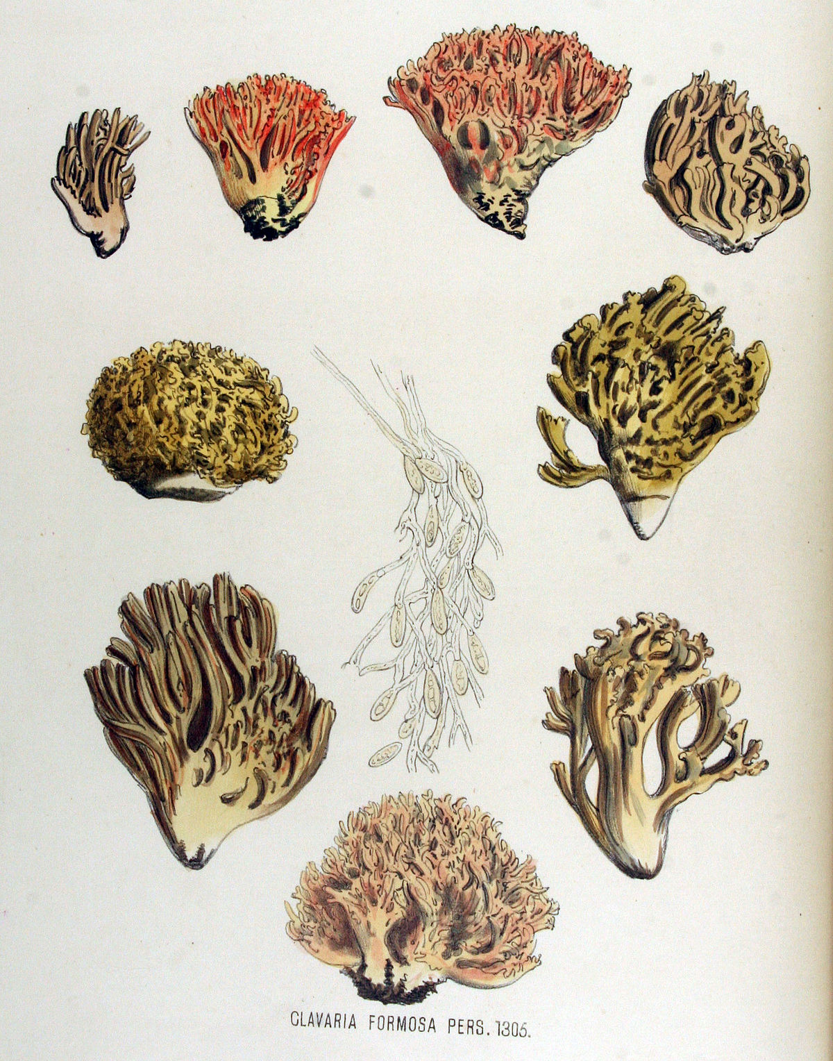 Ramaria formosa (Ramarie bella)