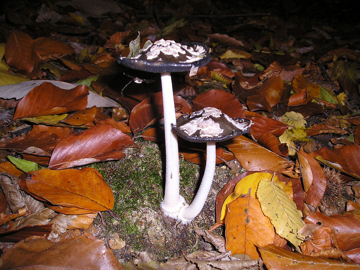 Coprinopsis picacea (Fungo dell'Inchiostro a Gazza)