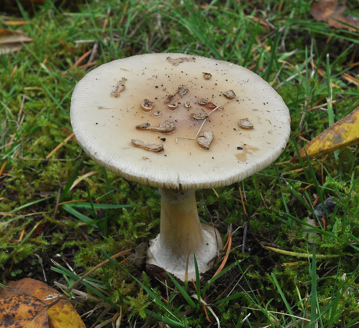 Amanita citrina (Falsa tignosa)