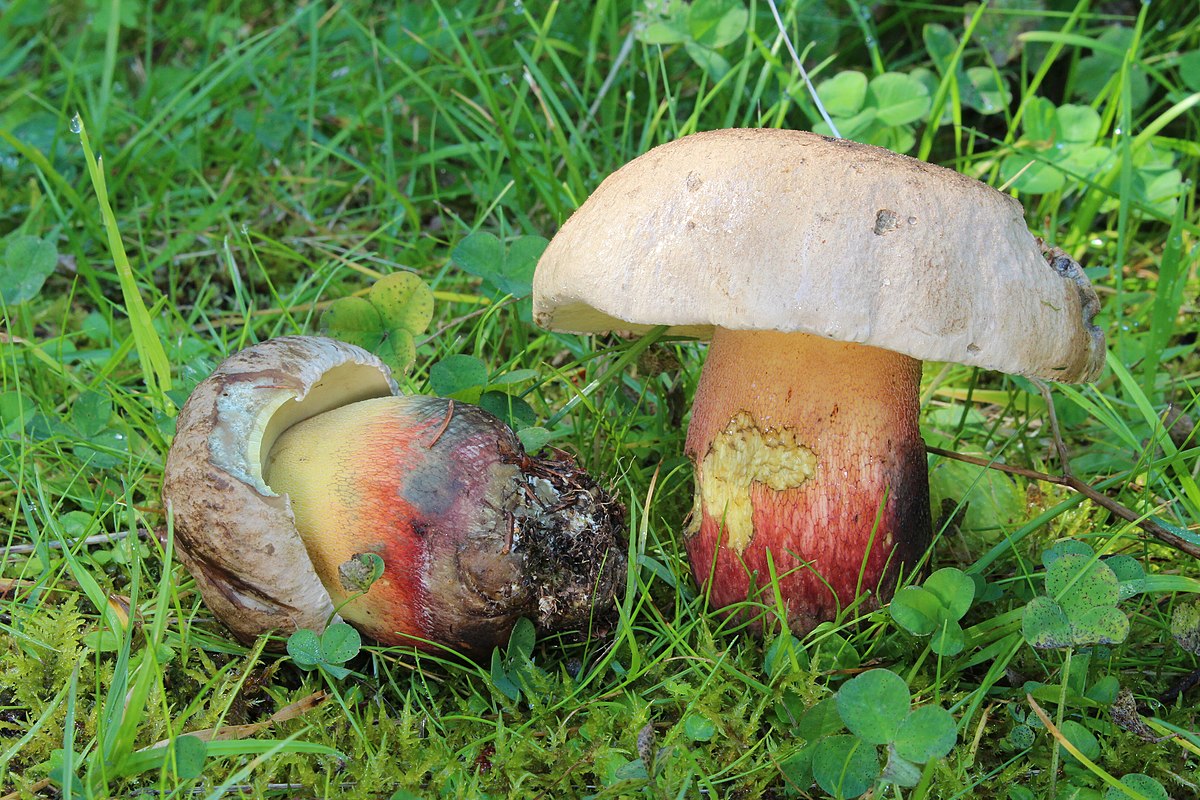Boletus calopus (Porcino dal gambo rosso, Porcino dal piede bello)