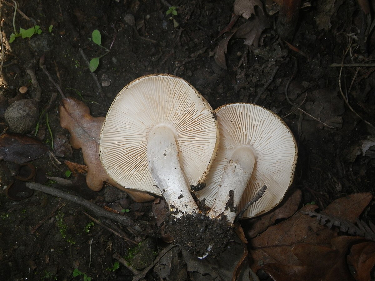 Tricholoma acerbum