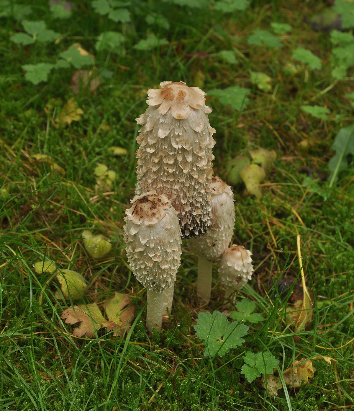 Coprinus comatus (Shaggy Inkcap)