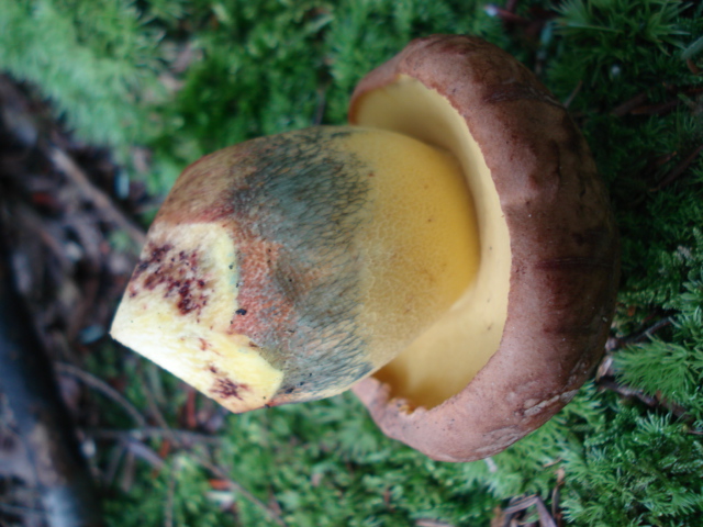 Boletus speciosus (Boleto appariscente, Boleto splendido)