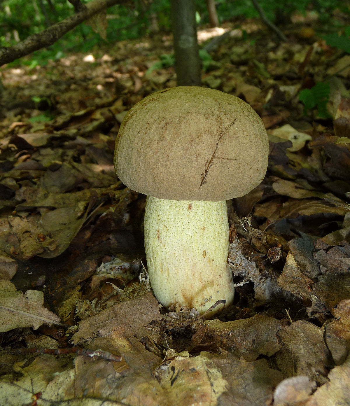 Boletus impolitus (Boleto impolitico, Boleto non bluente)