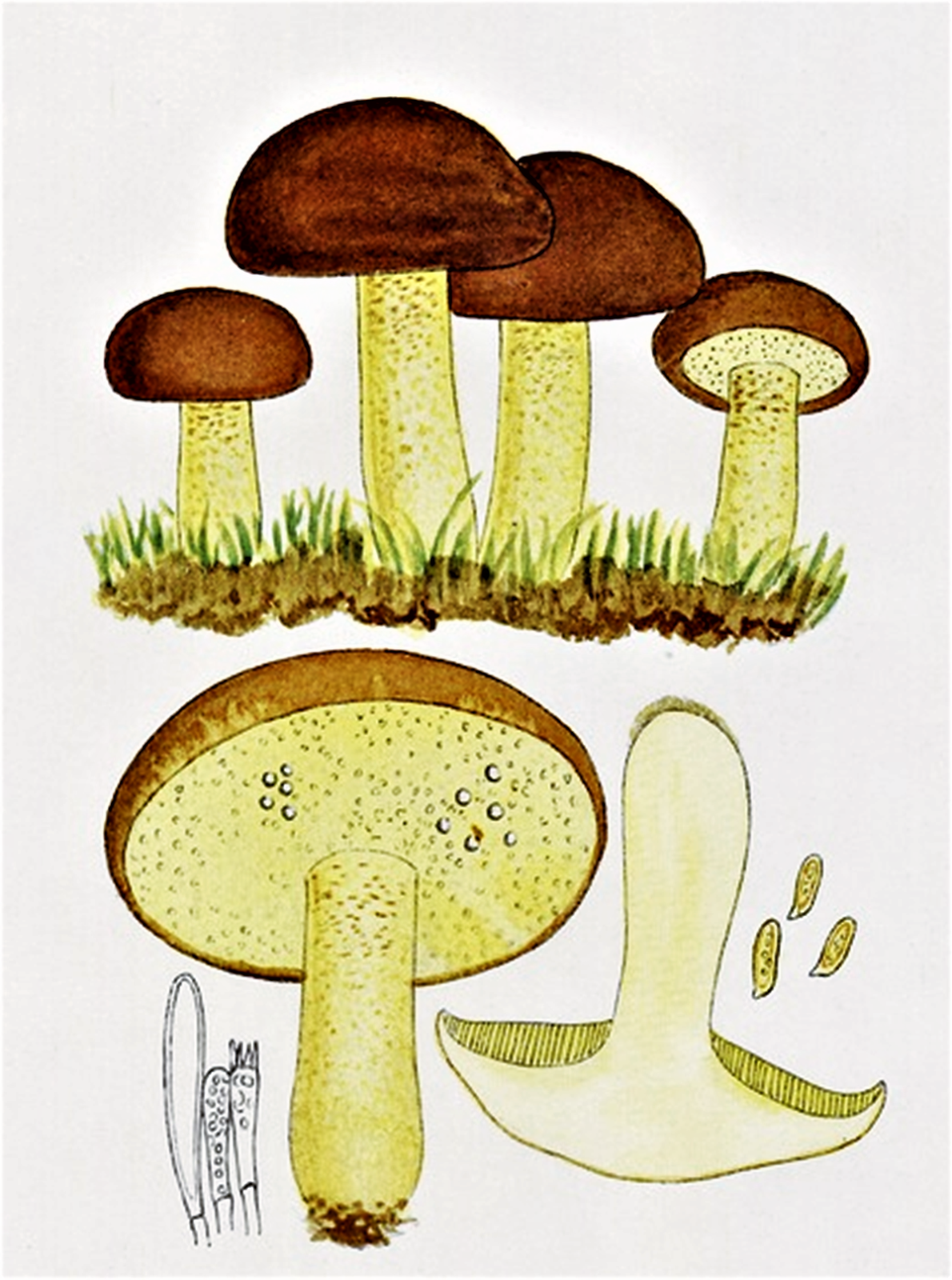 Suillus granulatus
