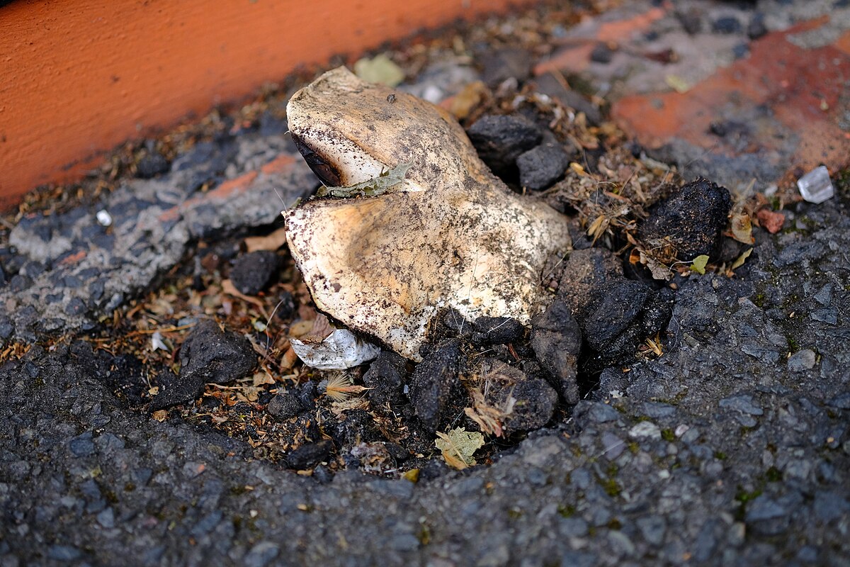 Agaricus bitorquis (Prataiolo a due anelli, Fungo sottoasfalto)