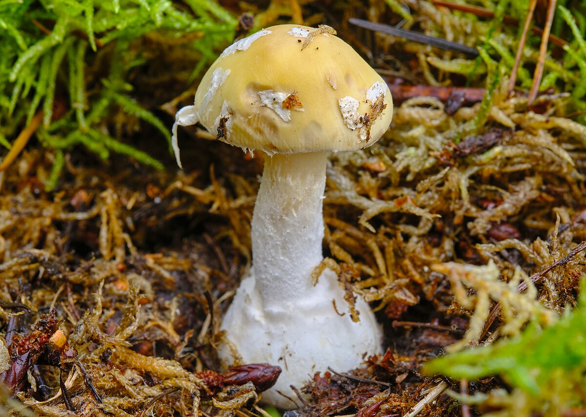 Amanita junquillea (Tignosa coccola gialla)