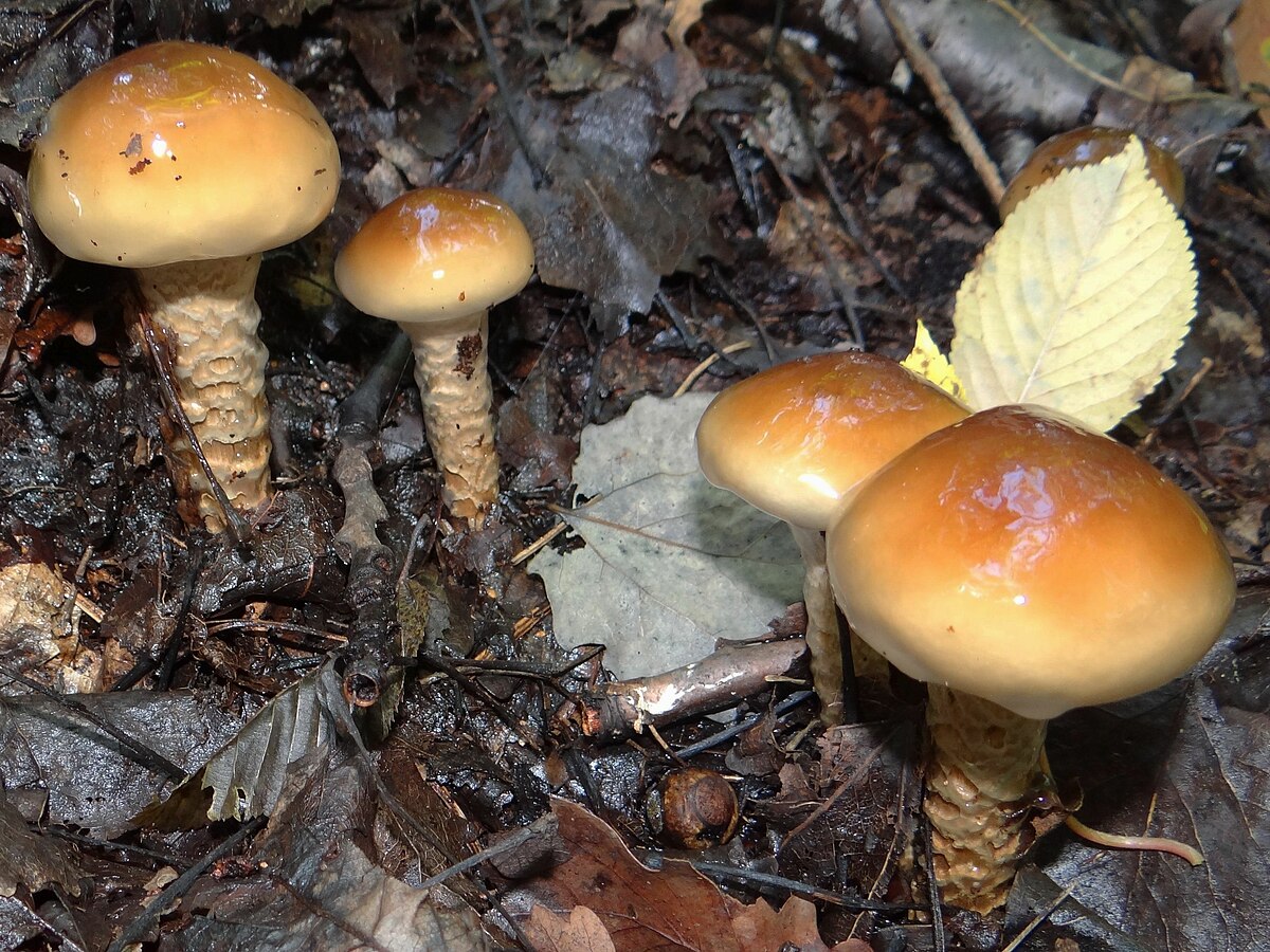 Cortinarius trivialis (Cortinario comune)