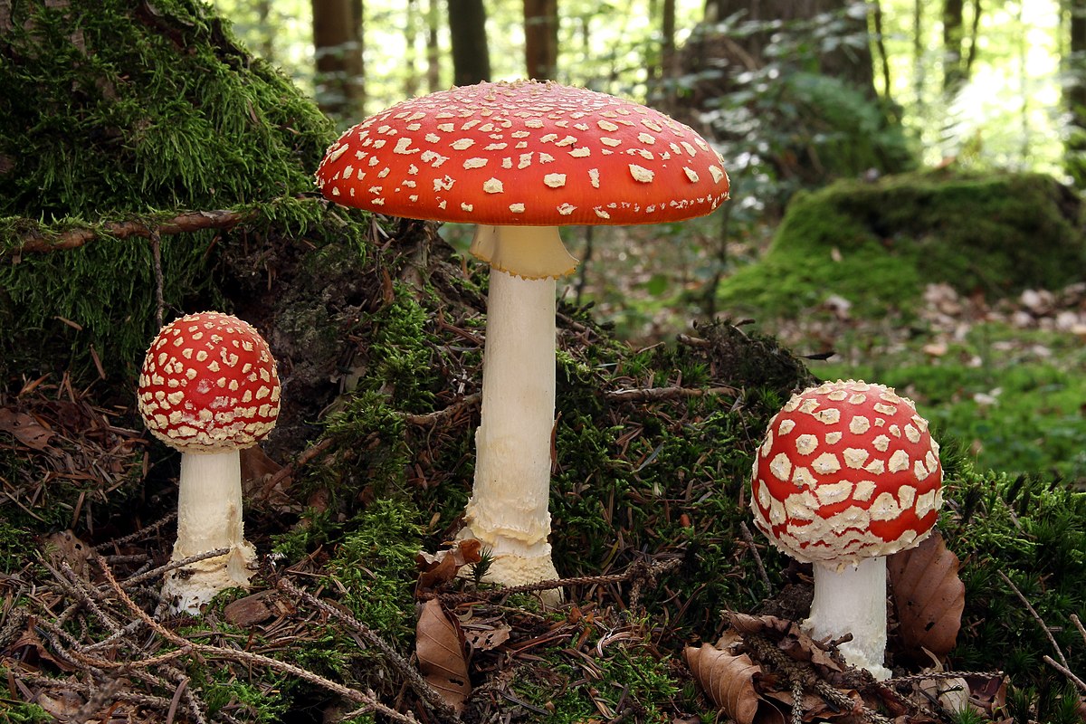 Amanita muscaria (Fungo di Alice, Fungo delle favole, Fungo dei folletti)