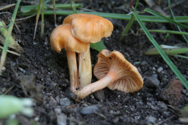 Cantharellus friesii (Finferla rosa)