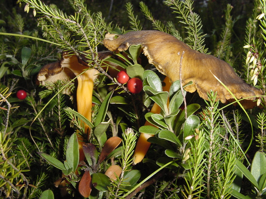 Cantharellus lutescens (Finferla gialla, Galletto giallo)